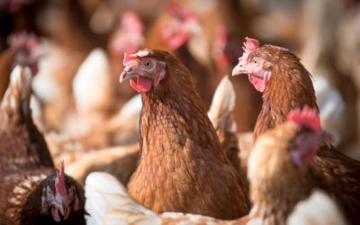 Salmofast obtiene la autorización del Ministerio de Agricultura para control de Salmonella en granjas